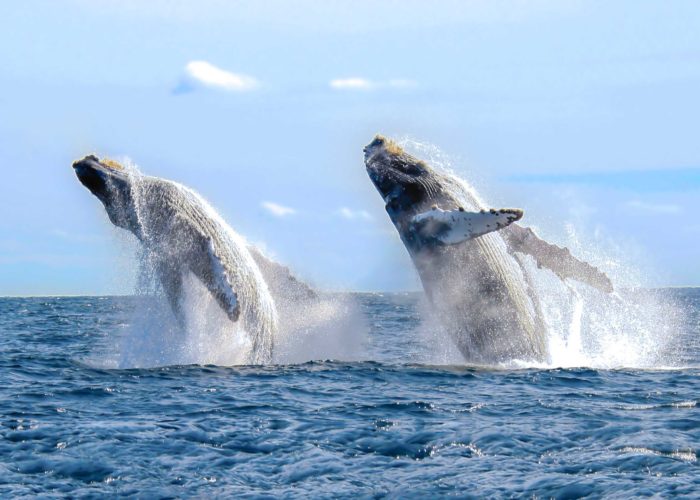 baleines basse californie1 - xplore Mexique