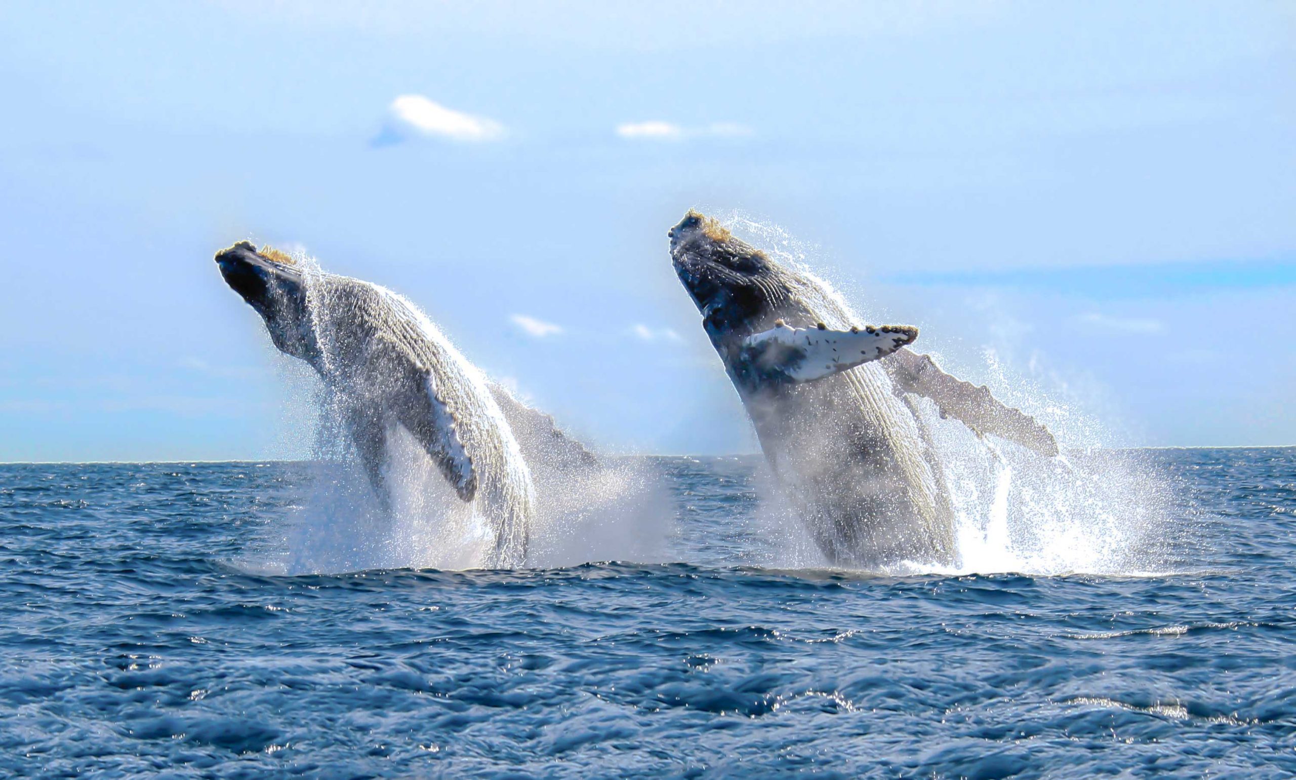 baleines basse californie1 - xplore Mexique