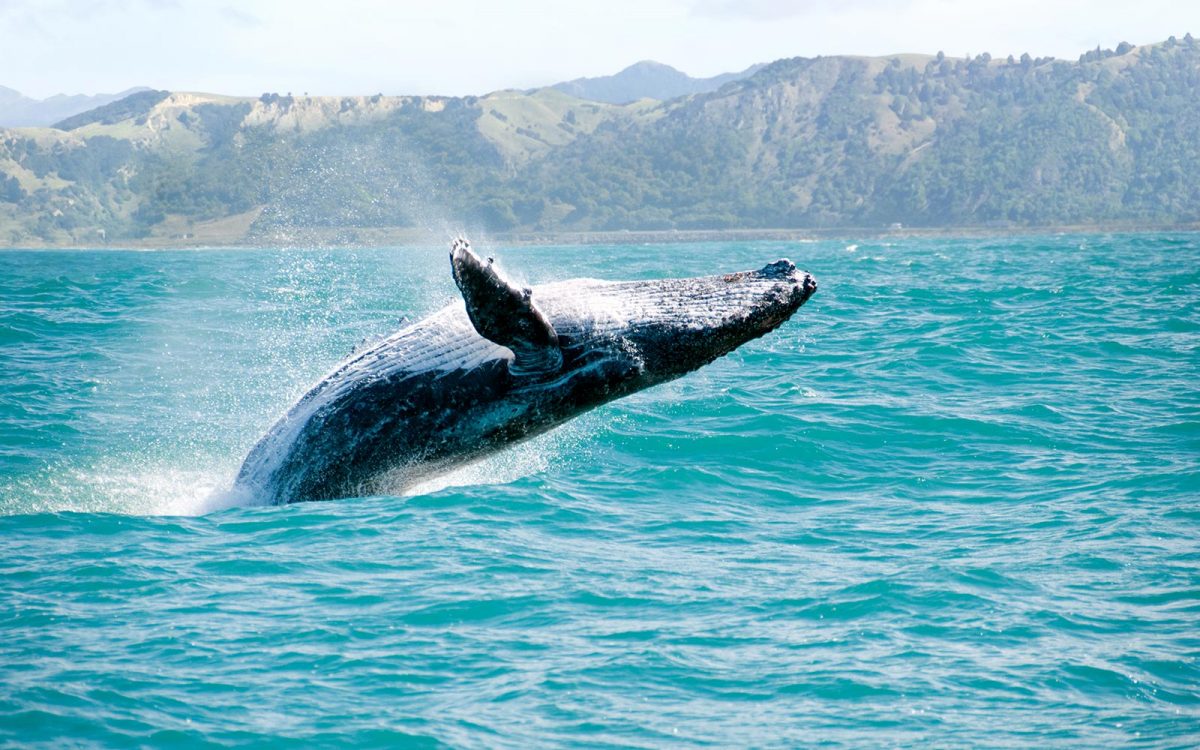 baleines basse californie2 - xplore Mexique