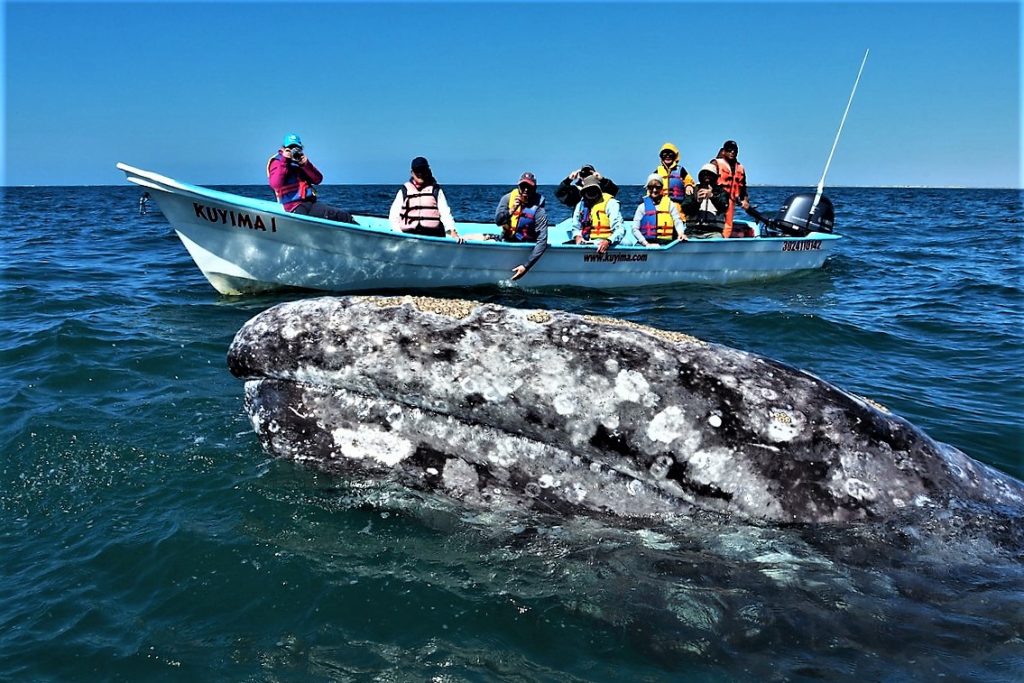 baleines basse californie3 - xplore Mexique