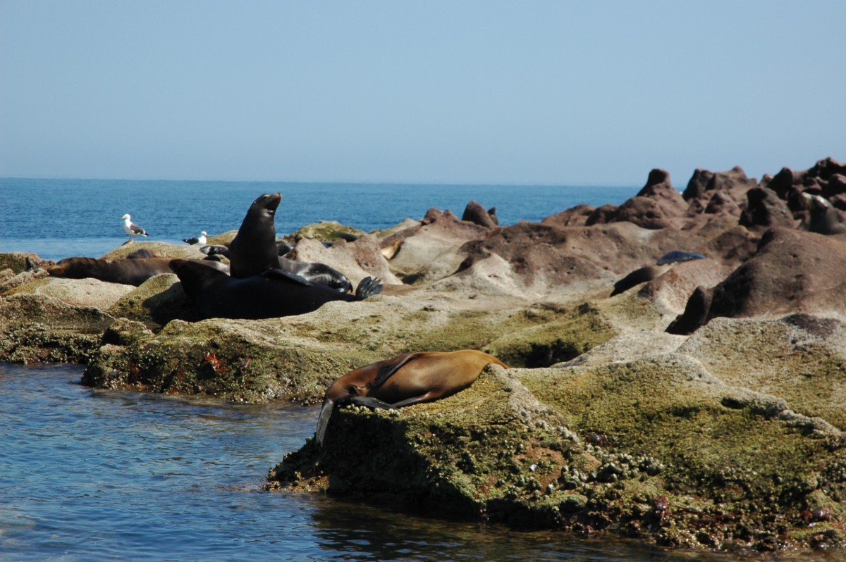 Lions de mer Basse Californie