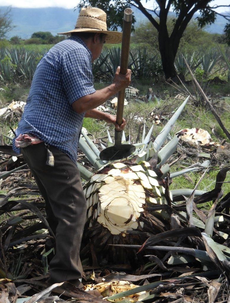 tequila jimador agave