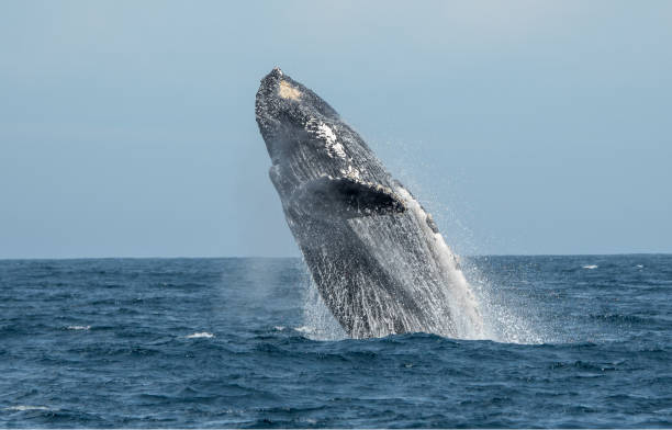 baleine basse californie