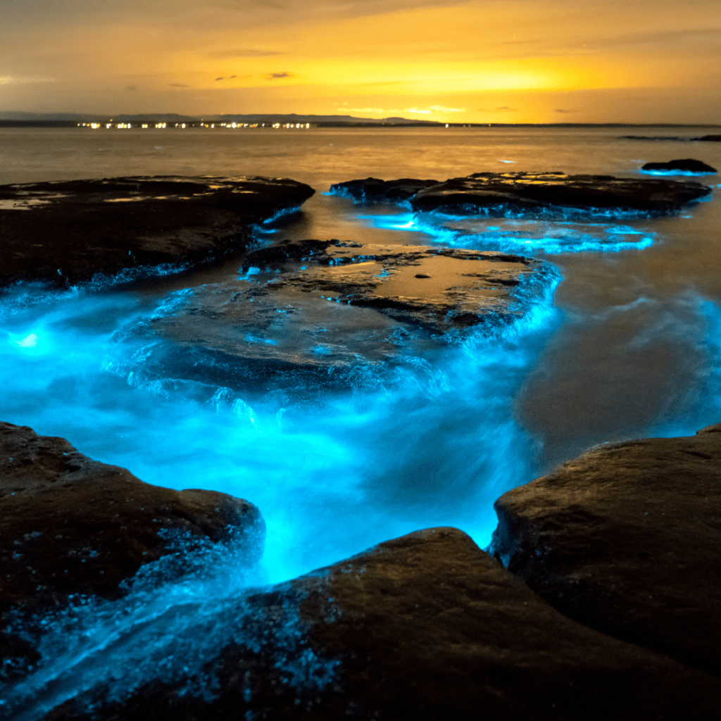bioluminescence à Holbox
