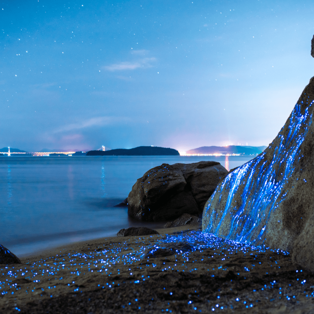 bioluminescence à Holbox
